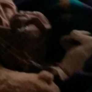 Meet your Posher, Star